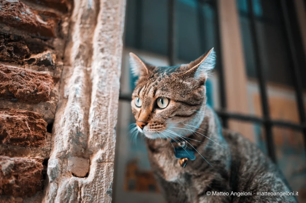 Gatto tra libri e scaffali in una libreria di Venezia